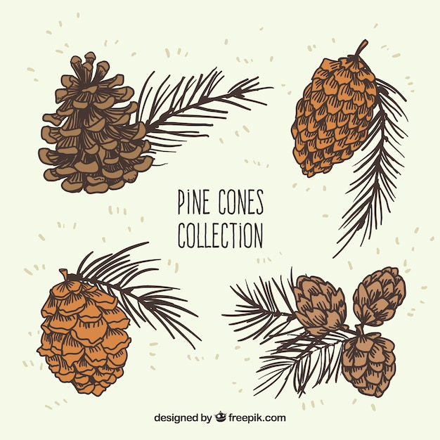 Cônes De Pin Collection Illustration