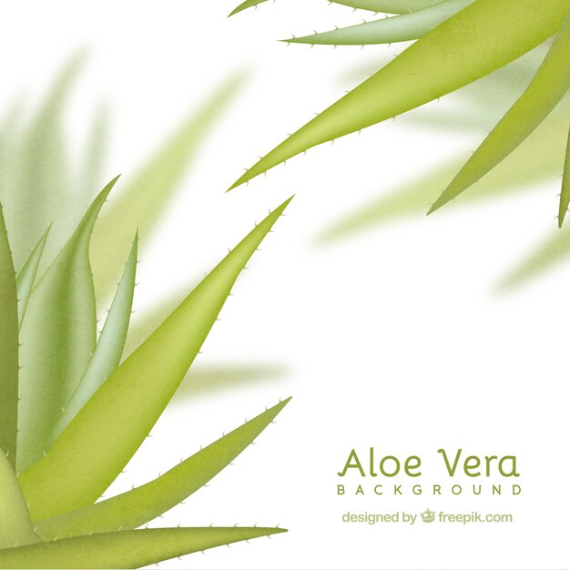 Contexte désamorcé d&#39;aloe vera