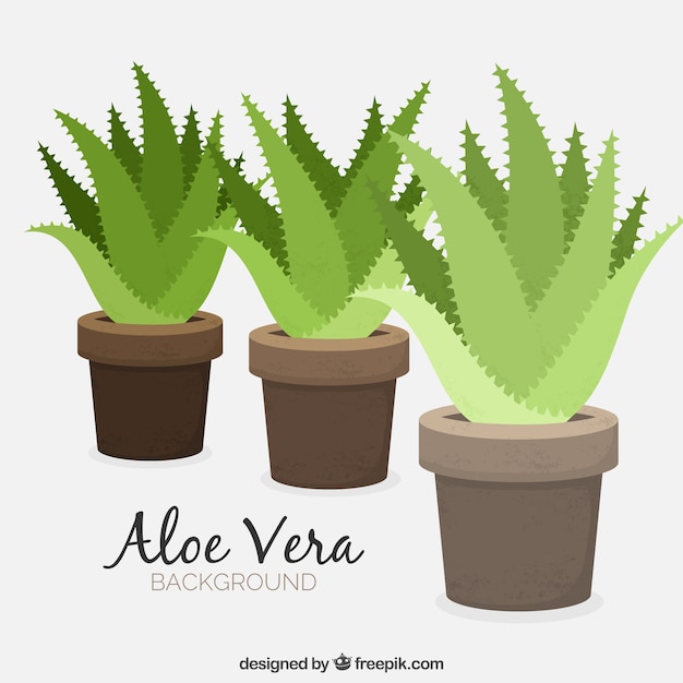 Contexte Des Pots à L'aloe Vera