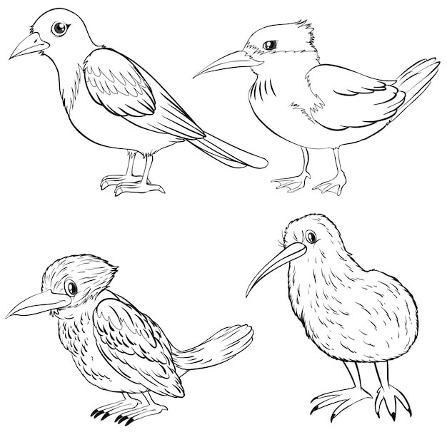 Vecteur gratuit contour d'animaux pour quatre sortes d'oiseaux