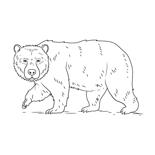 Contour D'ours Dessiné à La Main