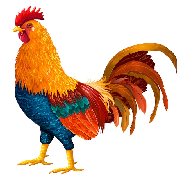 Coq coloré.