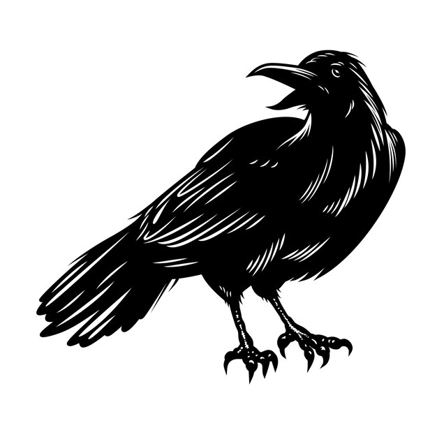 Corbeau noir isolé sur blanc