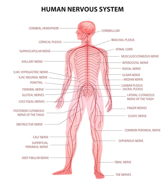 Vecteur gratuit corps humain, cerveau central, moelle épinière et système nerveux périphérique, tableau éducatif réaliste, terminologie anatomique