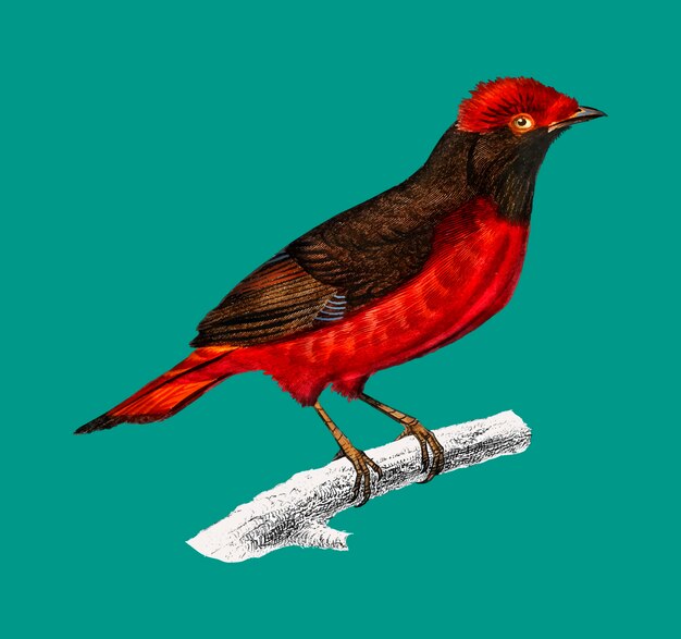 Cotinga rouge guyanais