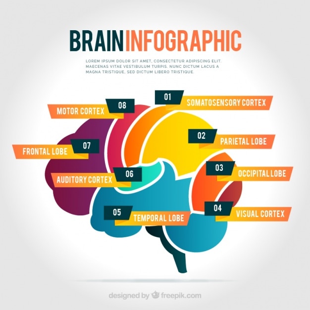 Couleur Infographies Du Cerveau