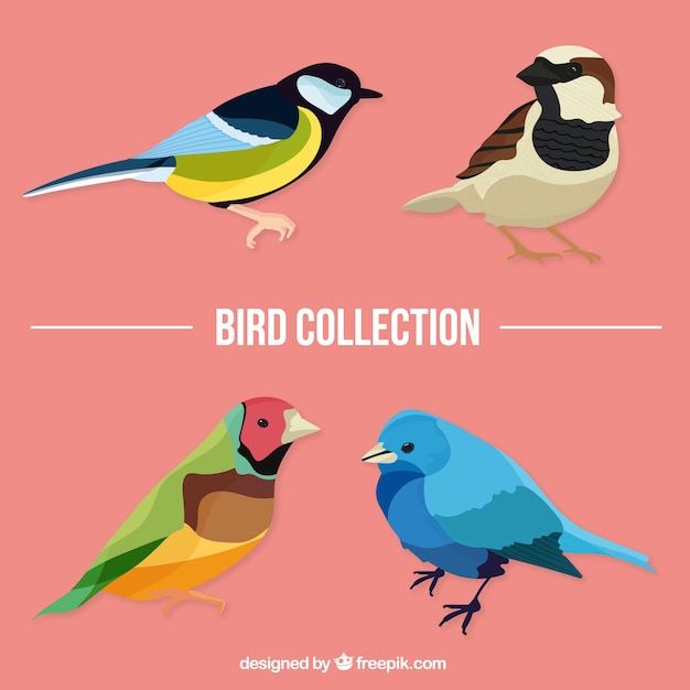 Vecteur gratuit couleurs réalistes oiseaux