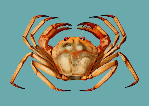 Crabe rouge de haute mer de l&#39;Atlantique