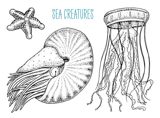 Ensemble De Coquillages Et Etoile De Mer Rouge Vecteur Gratuite