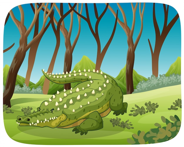 Crocodile Dans Une Scène De Bois