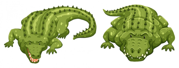 Vecteur gratuit les crocodiles