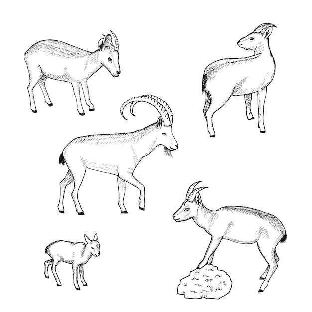 Croquis De La Collection D'animaux De Ferme