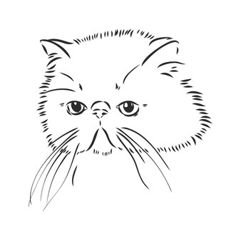 Visage D Animal Chat Siamois Portrait De Tete De Chat De Vecteur Croquis De Chaton Thailandais Isole Vecteur Premium Visage D Animal Chat Siamois Portrait De Tete De Chat De Vecteur Croquis De Chaton Thailandais Isole Vecteur Premium