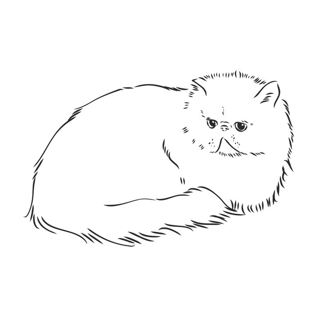 Petit Chat Illustration De Chaton Croquis Dessine A La Main Portrait D Animal Familier Animal Mignon Vecteur Premium
