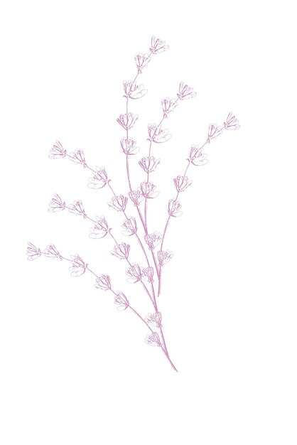 Croquis vectoriel de fleurs de lavande Bouquet floral délicat pour cartes de mariage de cérémonie
