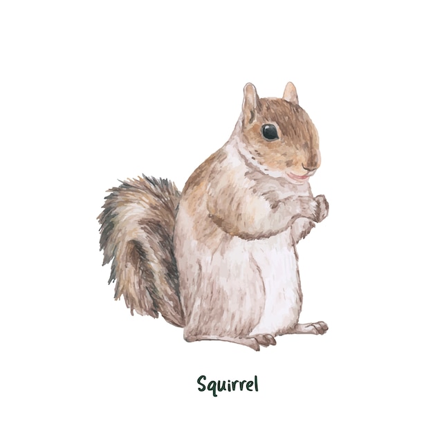 Écureuil dessiné main isolé sur fond blanc