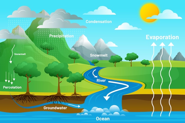 Cycle de l'eau illustré d'étapes