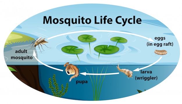 Cycle De Vie Du Mousquito