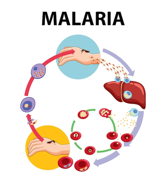 Vecteur gratuit cycle de vie du parasite du paludisme un guide visuel