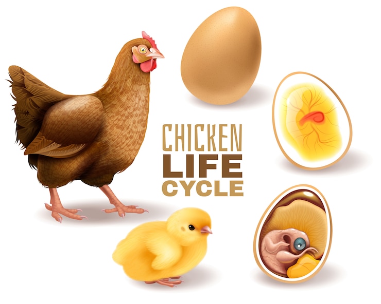 Vecteur gratuit le cycle de vie du poulet met en scène une composition réaliste depuis l'éclosion d'un embryon d'oeuf fertile jusqu'à la poule adulte