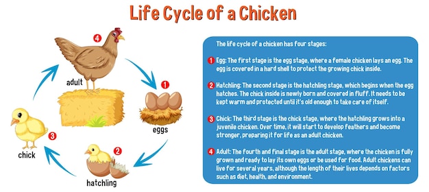 Vecteur gratuit cycle de vie d'un poulet