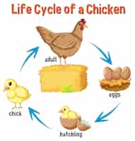 Vecteur gratuit cycle de vie d'un poulet