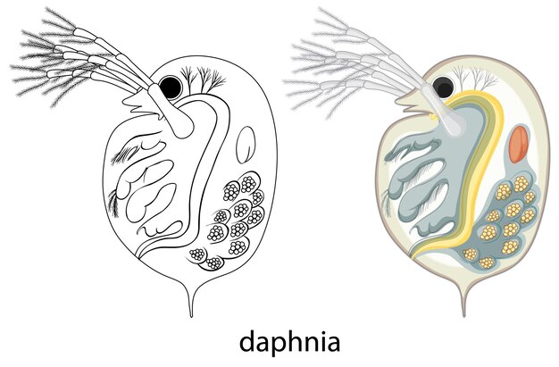 Daphnia en couleur et griffonnage sur fond blanc