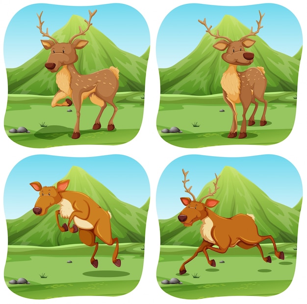 Deers Dans Quatre Illustrations De Scènes Différentes