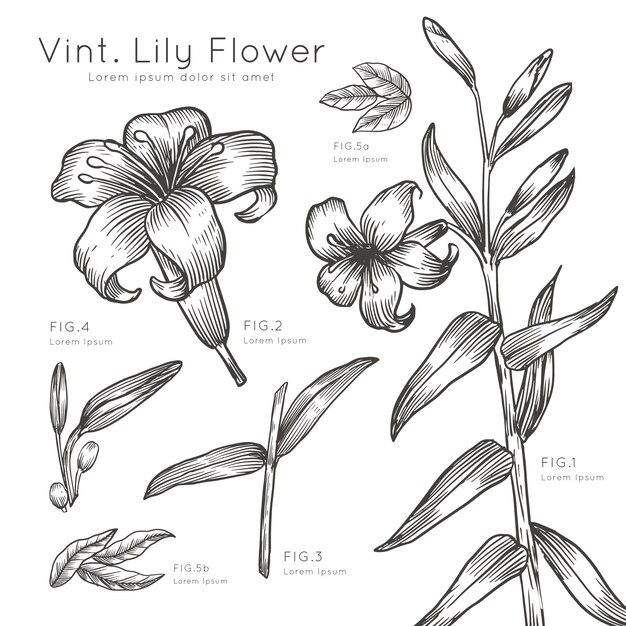 Images Fleur De Lys Vecteurs Photos Et Psd Gratuits