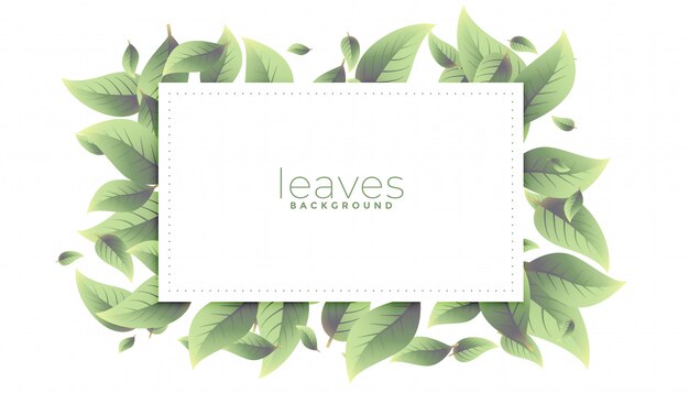 Design de fond de cadre rectangulaire de feuilles vertes