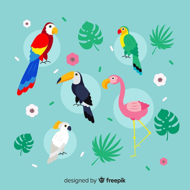 Vecteur gratuit design plat de la collection d'oiseaux exotiques