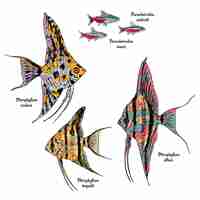 Vecteur gratuit dessin coloré de poissons d'aquarium sertis de néon et de poissons-anges de différents types