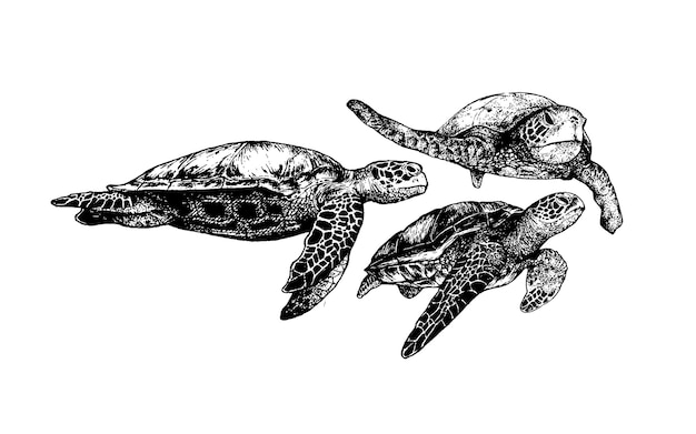 Dessin de croquis de tortue de mer