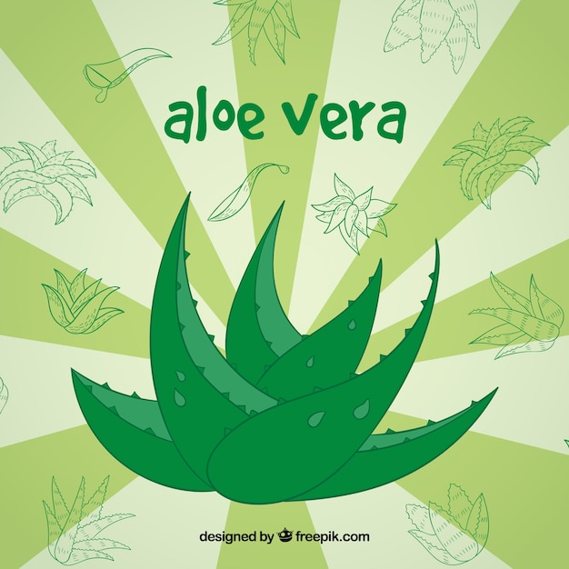 Vecteur gratuit dessin dessiné d'aloe vera