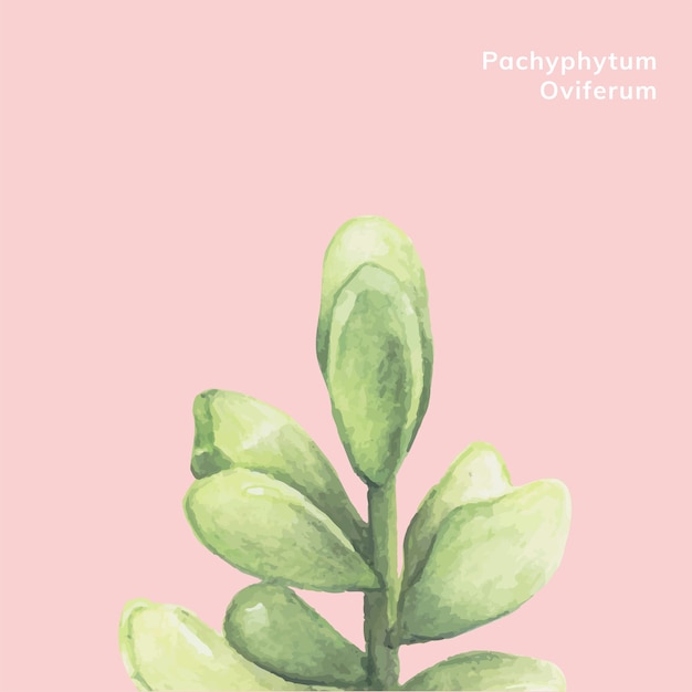 Vecteur gratuit dessiné à la main pachyphytum oviferum succulent