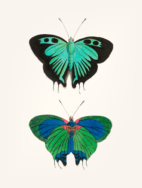 Dessiné de main de papillon noir à deux queues