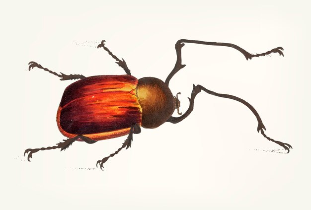 Dessiné de main de scarabée à longs bras