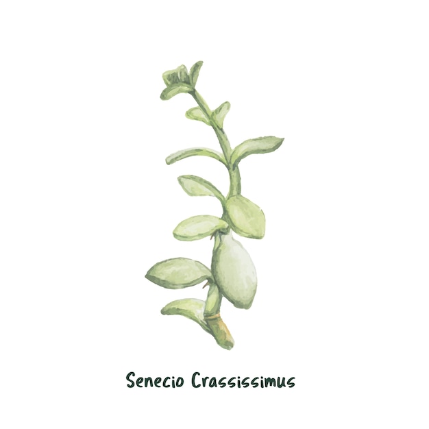 Dessiné à la main senecio crassissimus humbert succulent