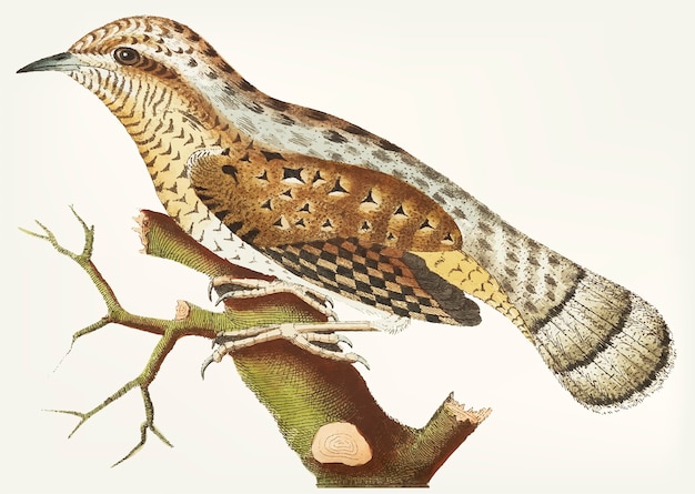 Dessiné De Main De Wryneck