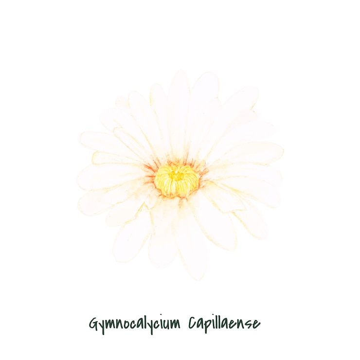 Vecteur gratuit dessinés à la main gymnocalycium capillaense cactus