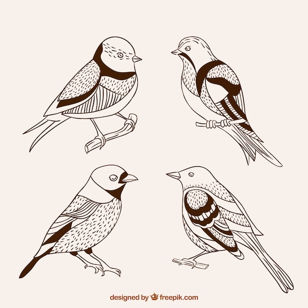 Vecteur gratuit dessinés à la main mignons oiseaux