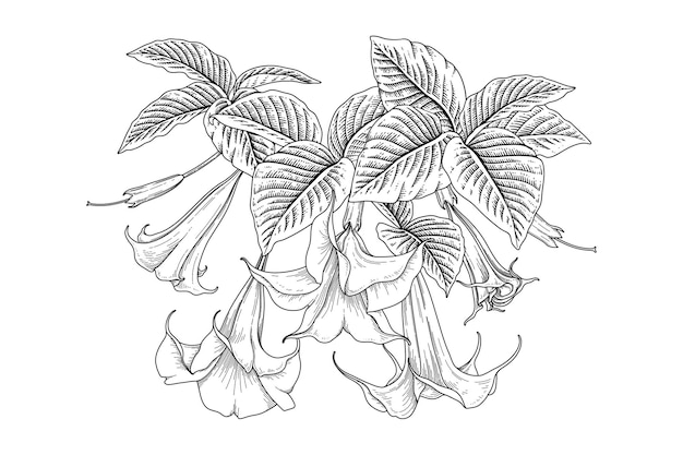 Dessins Anges Trompette Fleur Brugmansia