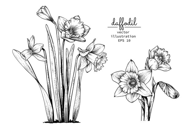 Dessins De Fleur De Narcisse De Jonquille Vecteur Premium