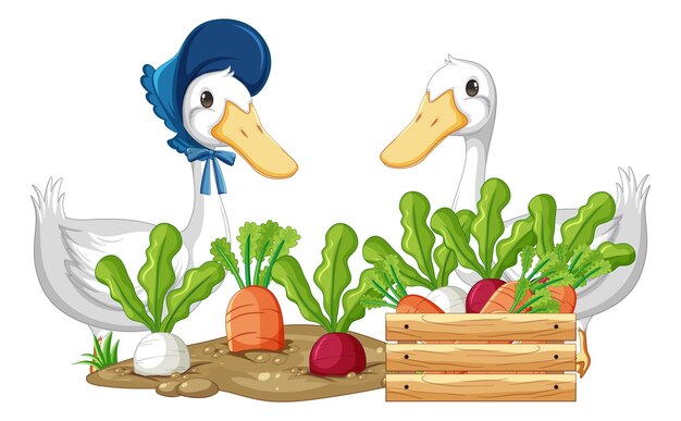 Deux canards et légumes dans le jardin