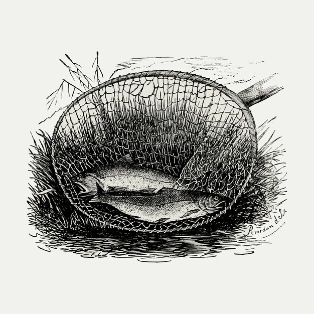 Deux poissons dans une illustration vintage net