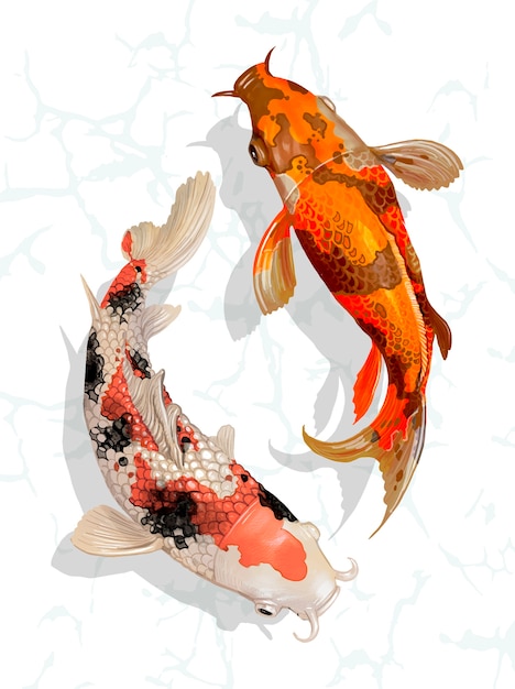 Deux poissons japonais Koi nageant