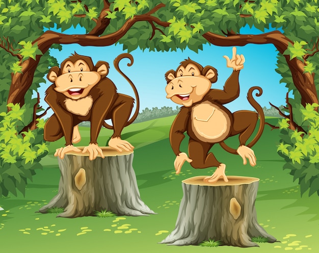 Deux Singes Dans La Jungle