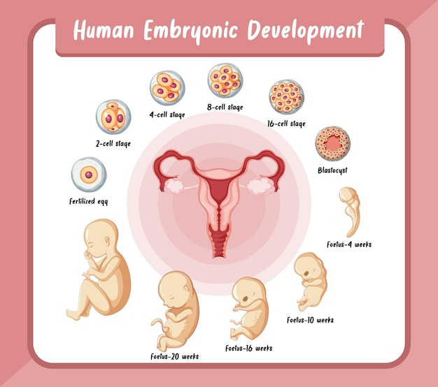 Développement Embryonnaire Humain En Infographie Humaine