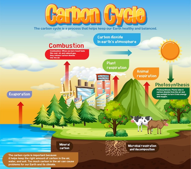 Vecteur gratuit diagramme du cycle du carbone pour l'enseignement des sciences