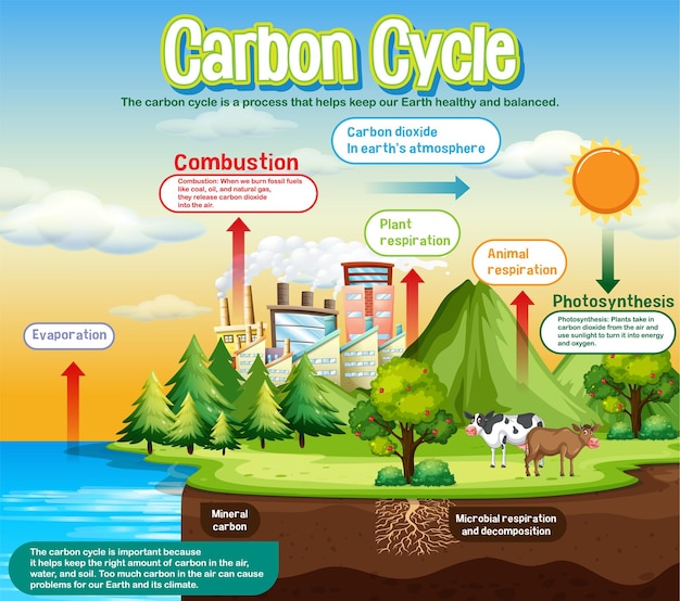Vecteur gratuit diagramme du cycle du carbone pour l'enseignement des sciences